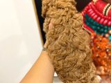 Sağlik Ve Irk Garanti̇li̇ Red Brown Toy Poodle