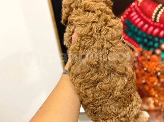 Sağlik Ve Irk Garanti̇li̇ Red Brown Toy Poodle