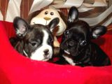 Fransiz Bulldog Yavrulari Çi̇ftli̇kten