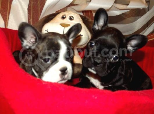 Fransiz Bulldog Yavrulari Çi̇ftli̇kten görsel