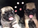 Vecihi Den Pug Mops Yavrular