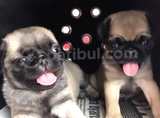 Vecihi Den Pug Mops Yavrular görsel