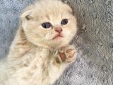 Muhteşem Güzellikte Scottish Fold Bebekler