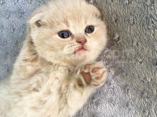 Muhteşem Güzellikte Scottish Fold Bebekler görsel