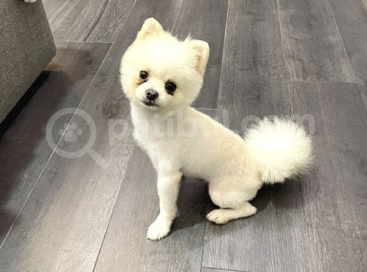 Pomerian Boo 15 Aylık