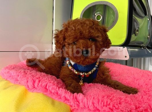 Safkan Toy Poodle Yavrularımız görsel