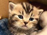Safkan British shorthair (NS11 )