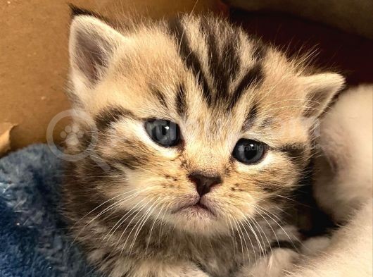 Safkan British Shorthair (Ns11 )
