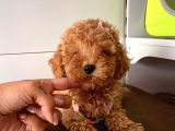 Orjinal Toy Poodle