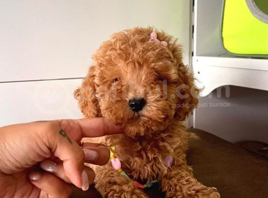 Orjinal Toy Poodle görsel