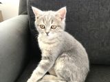 Tatlı Kedi