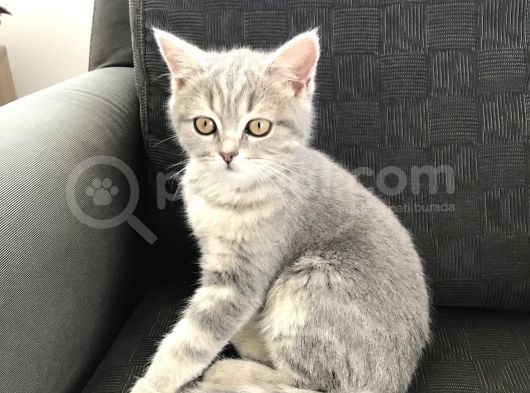 Tatlı Kedi görsel
