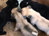 Vecihi Den Pug Mops Yavrular