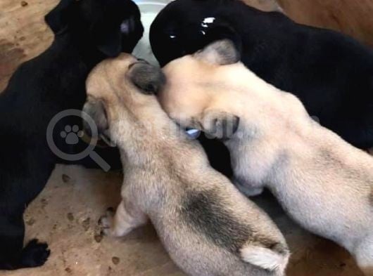 Vecihi Den Pug Mops Yavrular görsel