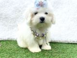 Sevimli Maltese Terrier
