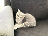 Tatlı Kedi