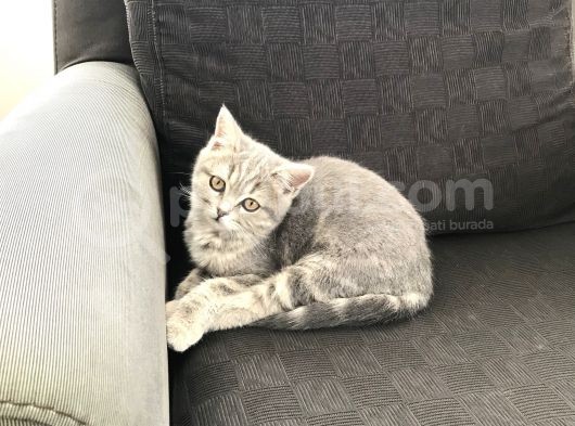 Tatlı Kedi görsel