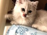 British Longhair Kedi
