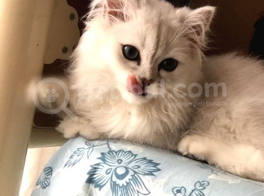 British Longhair Kedi görsel