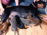 Şampi̇yon Fci Secereli̇ Doberman  Yavrulari