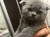 Yavru Scottish Fold