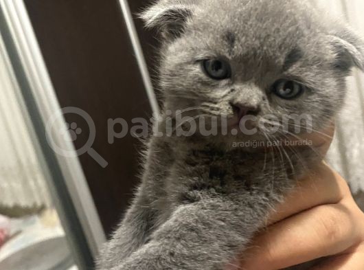 Yavru Scottish Fold görsel