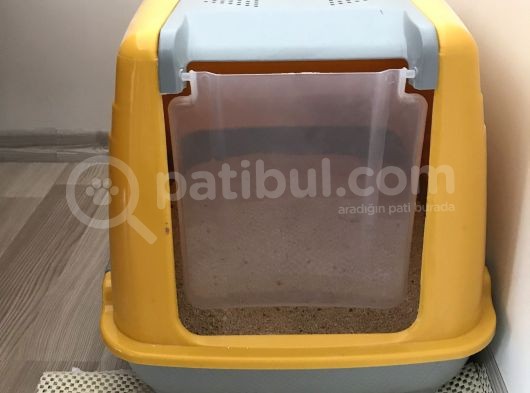 Tatlı Kedi görsel