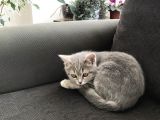 Tatlı Kedi