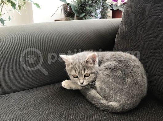 Tatlı Kedi