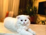 Scottish Fold