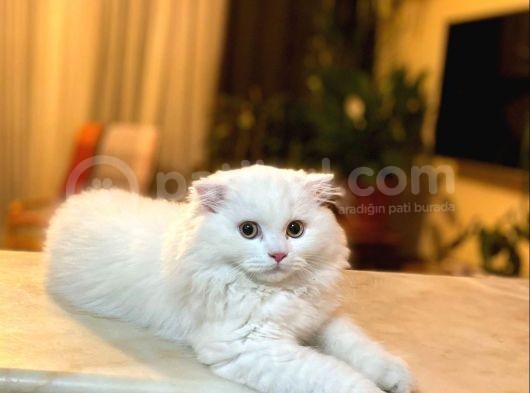 Scottish Fold görsel
