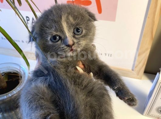 Muhteşem Güzellikte Scottish Fold Bebekler görsel