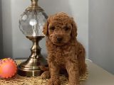 Karamelll Toypoodle’in Bebi̇şleri̇i̇i̇i̇i̇i̇