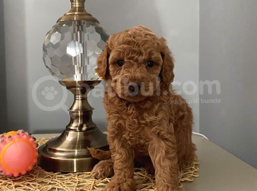 Karamelll Toypoodle’in Bebi̇şleri̇i̇i̇i̇i̇i̇ görsel