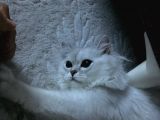 British Longhair Kedi
