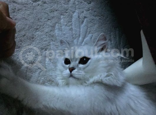 British Longhair Kedi görsel