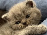 Aci̇l Yavru Kedi̇
