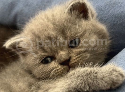 Aci̇l Yavru Kedi̇ görsel