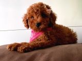 Muhteşem Toy Poodle Yavrulari