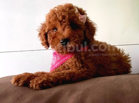 Muhteşem Toy Poodle Yavrulari görsel