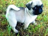 Vecihi Den Pug Mops Yavrular