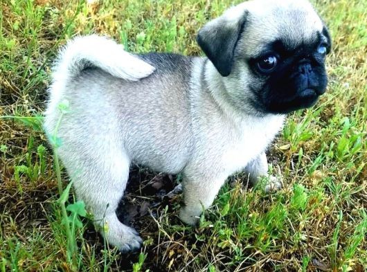 Vecihi Den Pug Mops Yavrular görsel