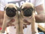 Vecihi Den Pug Mops Yavrular