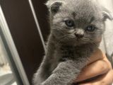 Yavru Scottish Fold