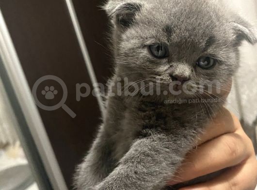 Yavru Scottish Fold görsel
