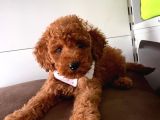 Safkan Toy Poodle Yavrularımız