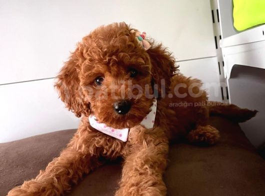 Safkan Toy Poodle Yavrularımız görsel