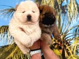Vecihi Den Çin Aslanı Ayıcık Chowchow