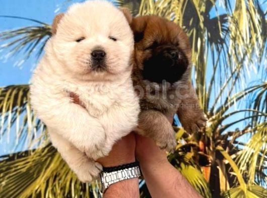 Vecihi Den Çin Aslanı Ayıcık Chowchow görsel
