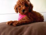 Safkan Toy Poodle Yavrularımız